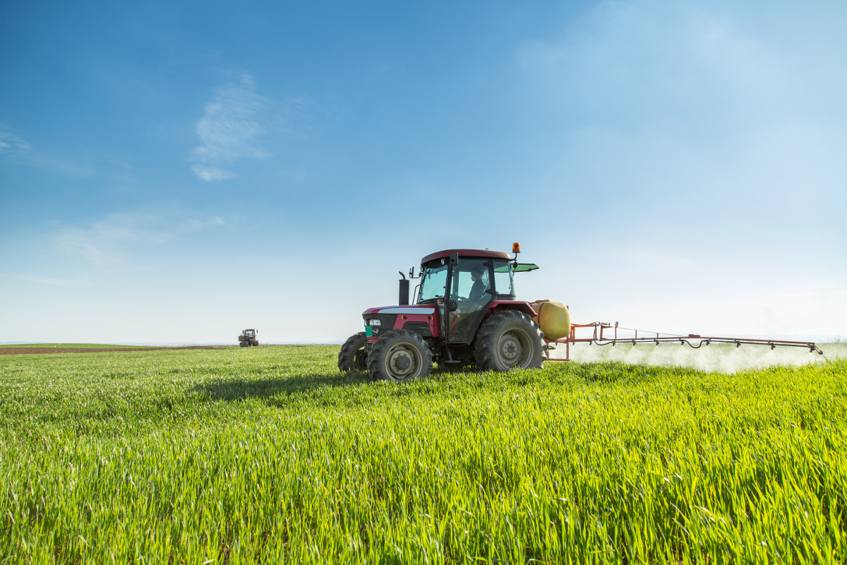 Farmer spraying green wheat field
