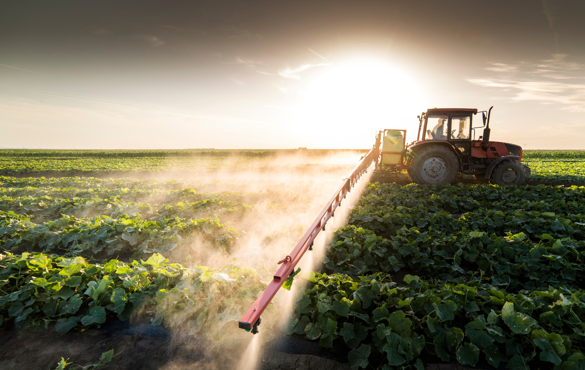 Tractor spraying vegetable field in sunset