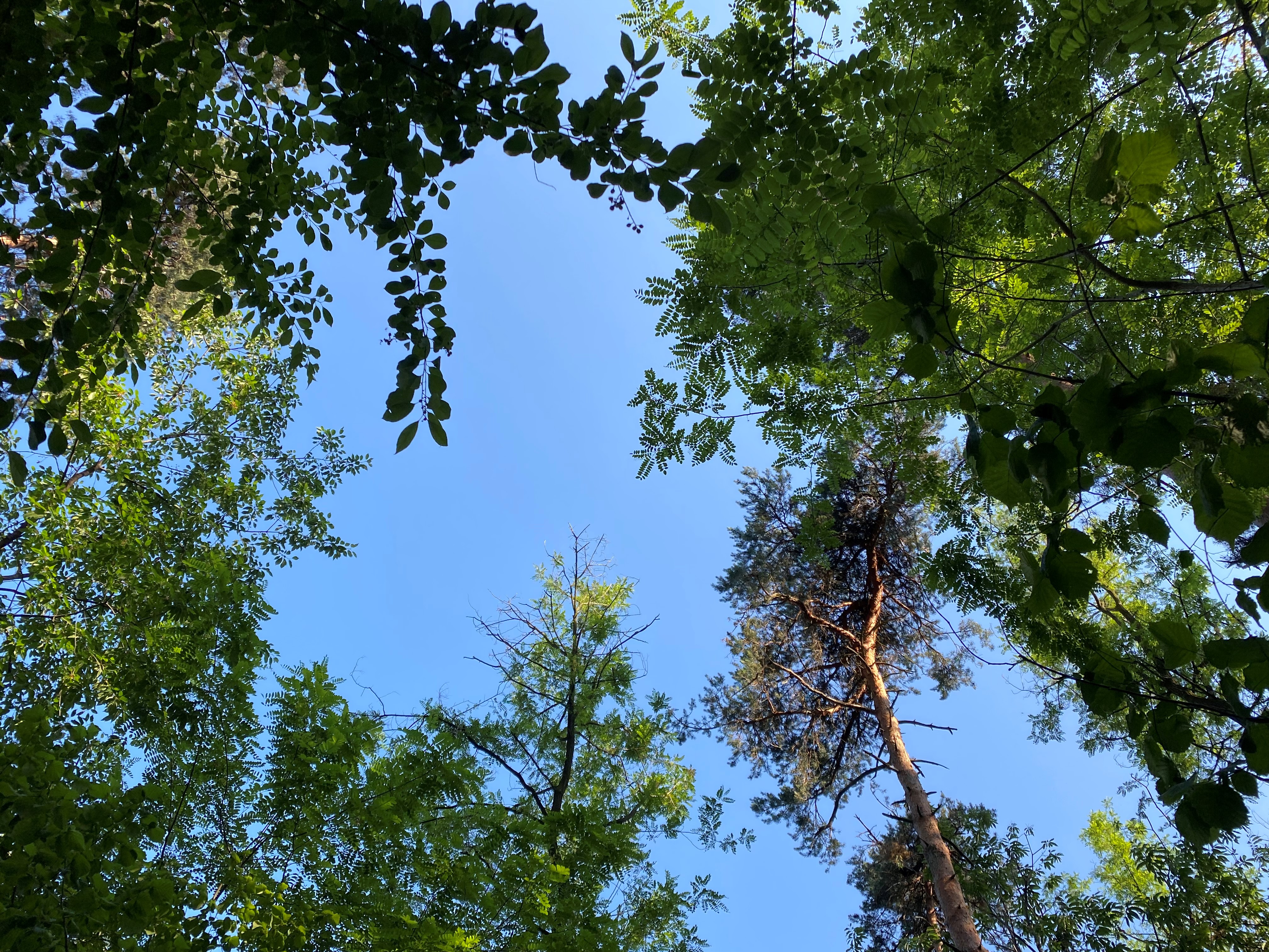 Blu nel verde_Helios_0