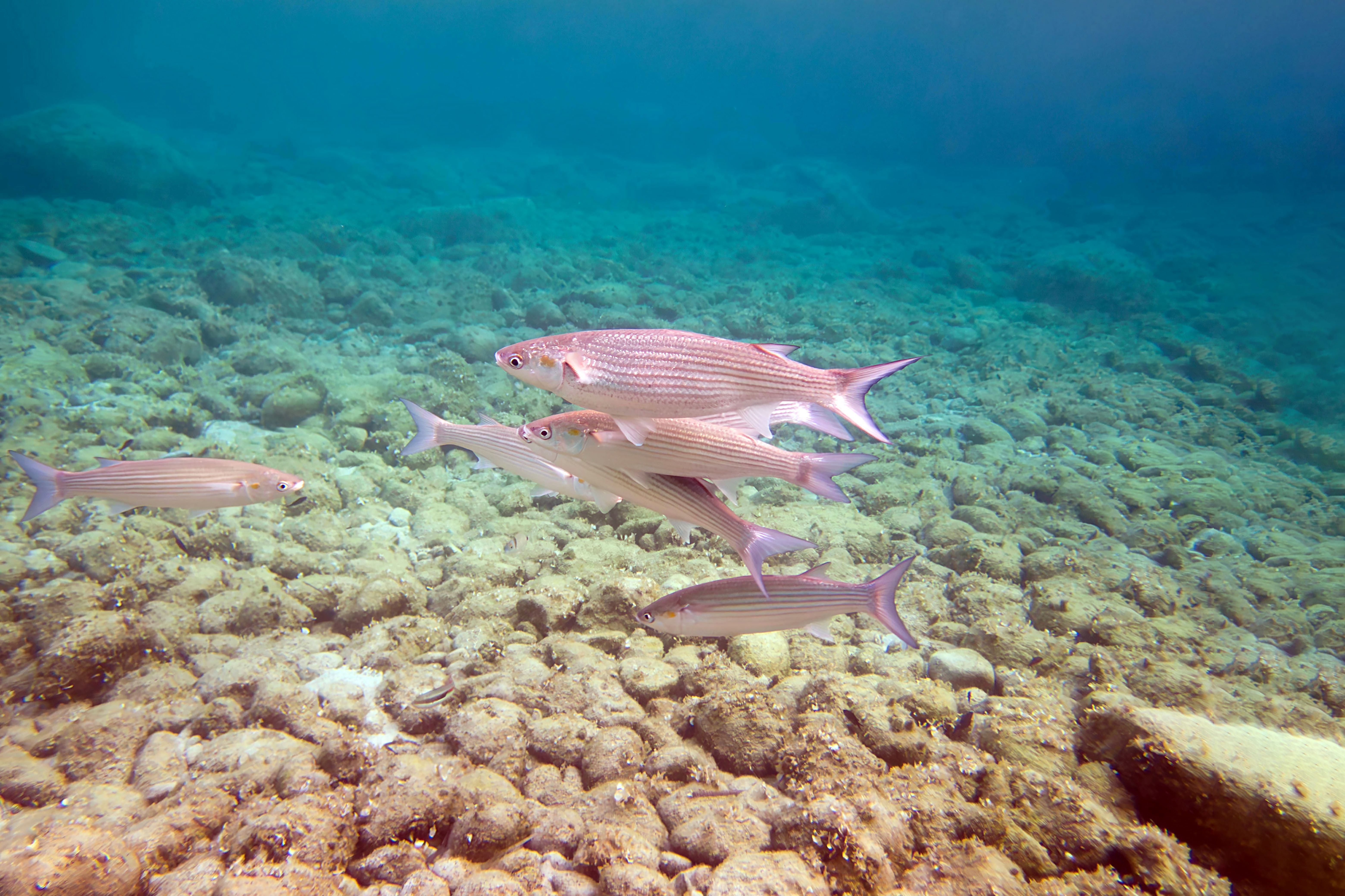 Fish