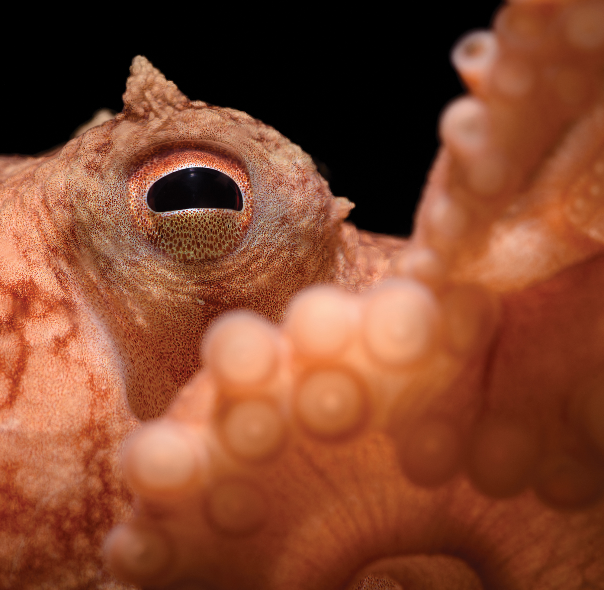 Octopus