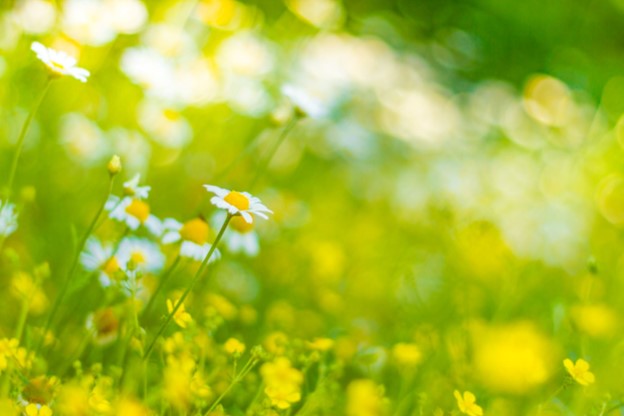 Ecosystem condition and services