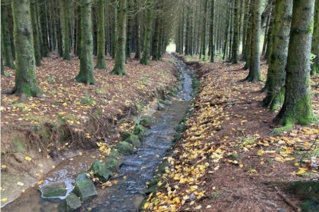 Sponge restoration along Kyll river