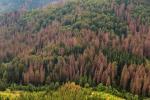 More than half of Europe’s forests vulnerable to climate-related hazards, study finds