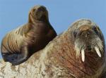 Can you spot a walrus from space? How to help British Antarctic Survey and WWF with citizen science project