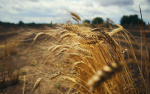 The Granary in Flames - Linking Russia's war in Ukraine with food insecurity and migration in Africa