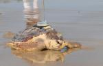 Copernicus Marine data shed light on potential sea turtle death trap