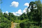 Satellite data analysis suggests Amazon rainforest is losing resilience