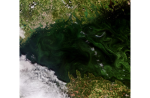 Earth from Space: Blooms in the Gulf of Finland
