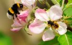 STING+: Science and Technology for Pollinating Insects Plus