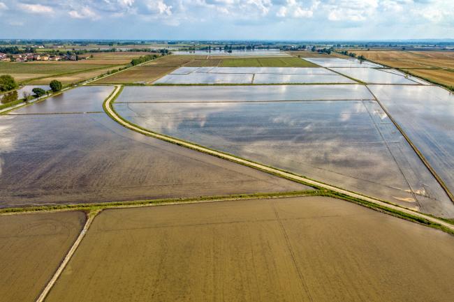 Rice farmed fields in Italy aerial view Rice farmed fields in Italy aerial view