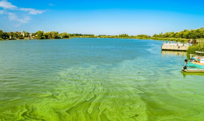 Green river with algal bloom Green river with algal bloom