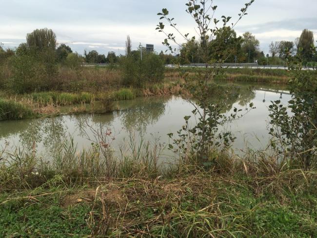 Venice lagoon wetland