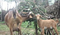 Ethiopia_Picture