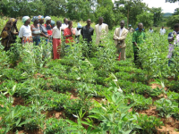 Malawi_Picture