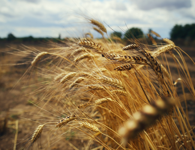 The Granary in Flames - Linking Russia's war in Ukraine with food insecurity and migration in Africa