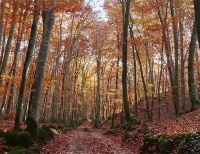 Forestry biomass