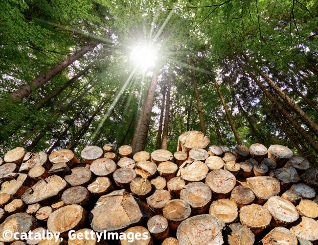 Use of woody biomass for energy