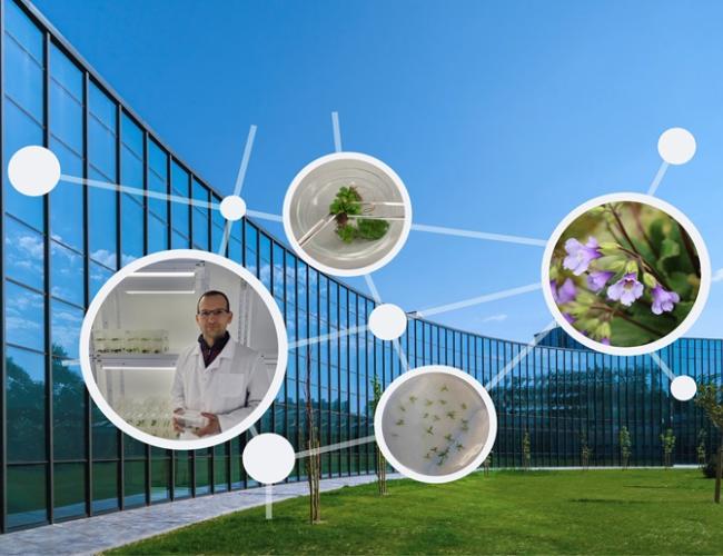 Drought-proof crops in a changing climate