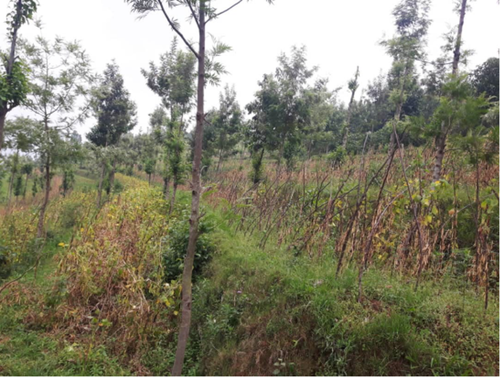 agroforestry