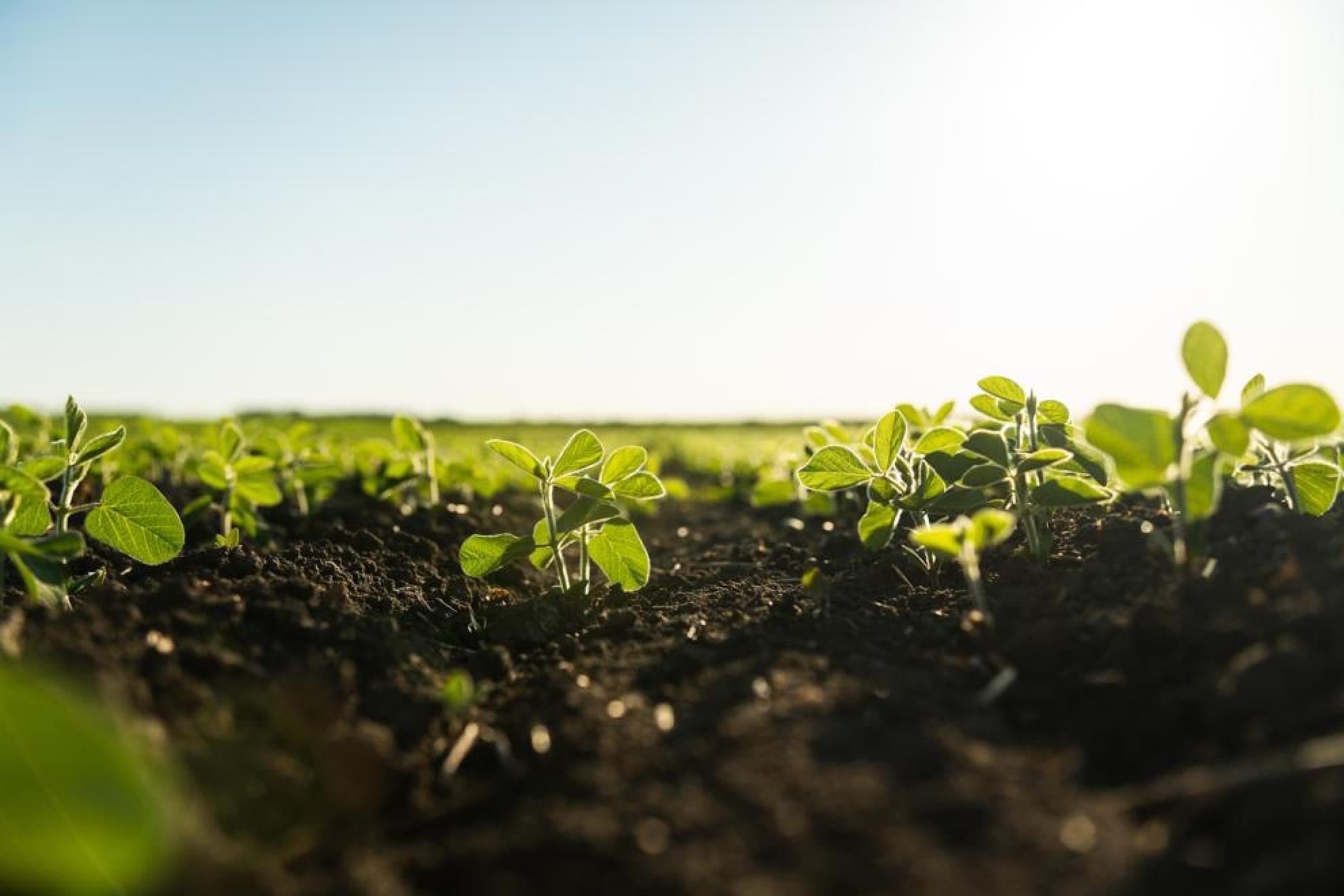Image of soil with new growths sprouting