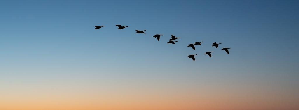migrating birds on a sunset sky
