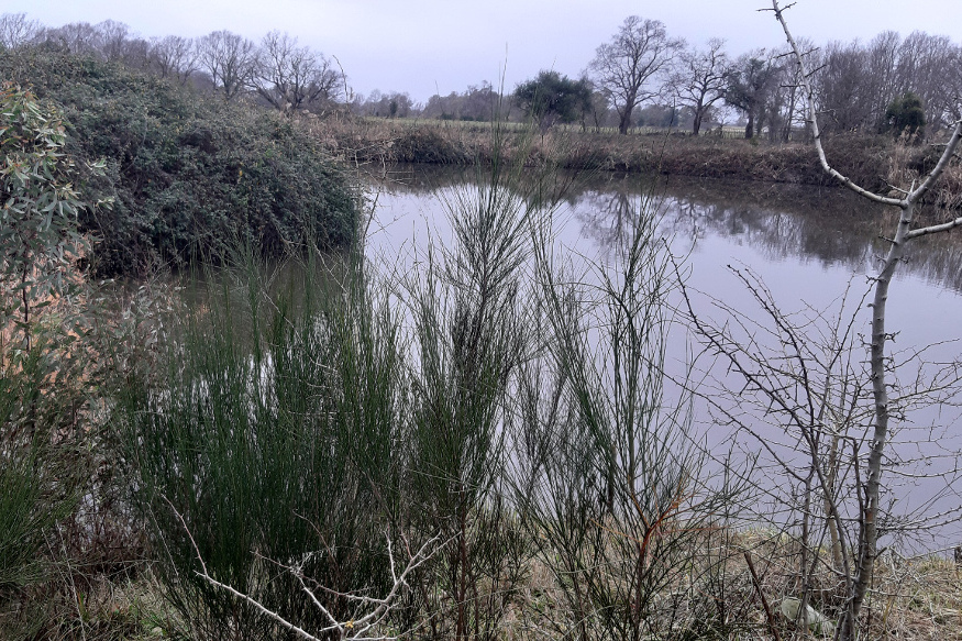 Wetland pond in Agro Pontino (Latina)